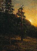 California Redwoods Albert Bierstadt